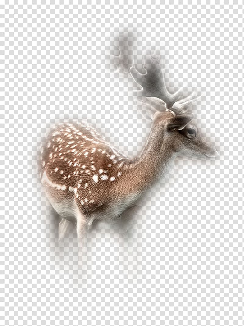 Reindeer Roe deer Antelope Animal, Reindeer transparent background PNG clipart
