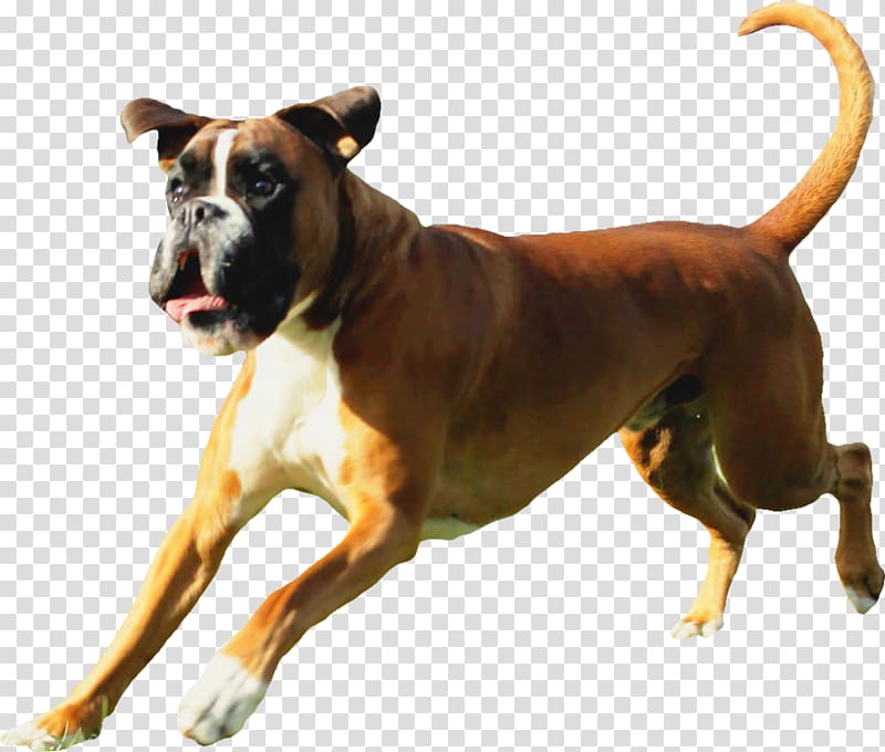 Dog breed Boxer Allergy Atopy Demodex, allergy transparent background PNG clipart