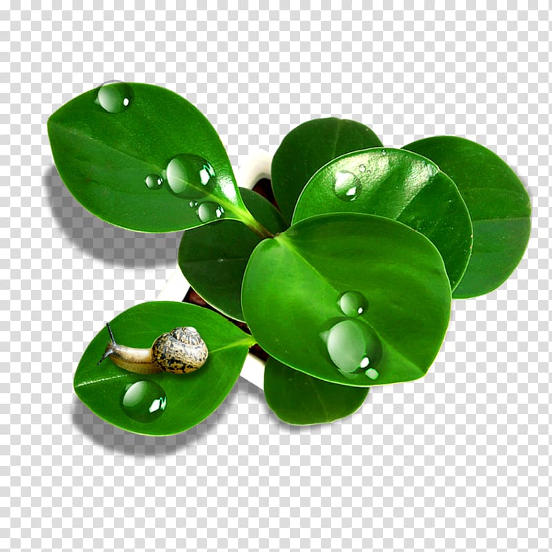 ForgetMeNot Leaf Drop, Lying on a small green leaf snail transparent background PNG clipart