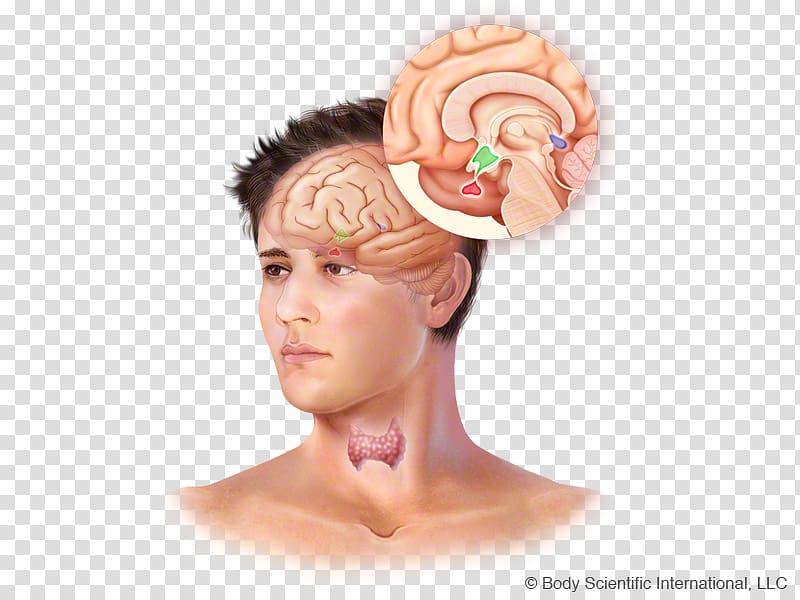 Forehead Headgear, pituitary gland health transparent background PNG clipart