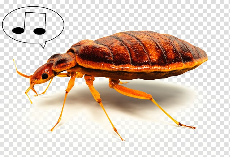 Insect Bed bug bite The Bed-bug Pest Control, insect transparent background PNG clipart