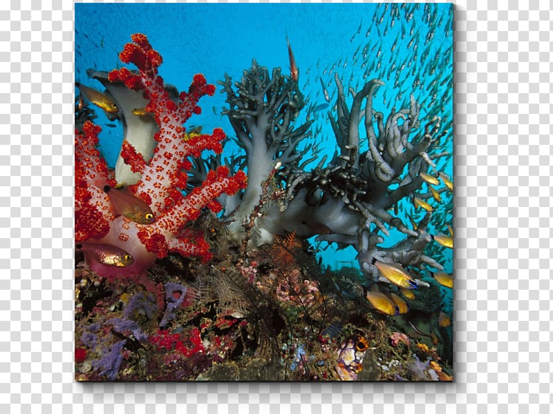 Coral reef Underwater Deep sea creature Ocean, sea transparent background PNG clipart