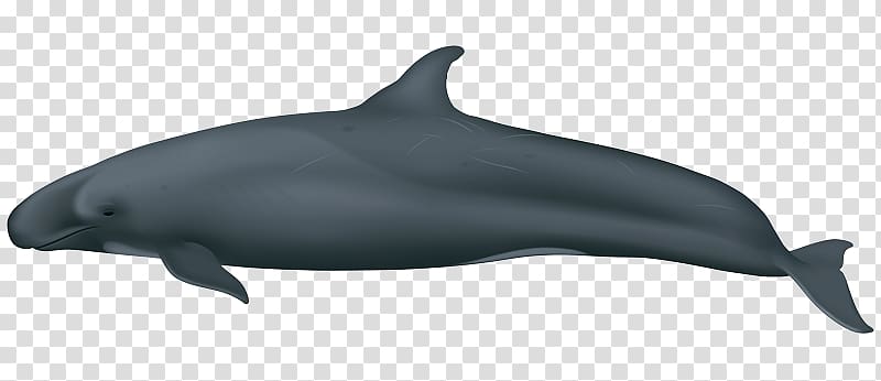 Common bottlenose dolphin Short-beaked common dolphin Wholphin Tucuxi Rough-toothed dolphin, others transparent background PNG clipart