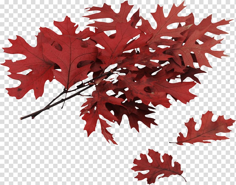 Northern Red Oak Swamp Spanish oak Red maple Quercus muehlenbergii Leaf, Autumn Leaf transparent background PNG clipart