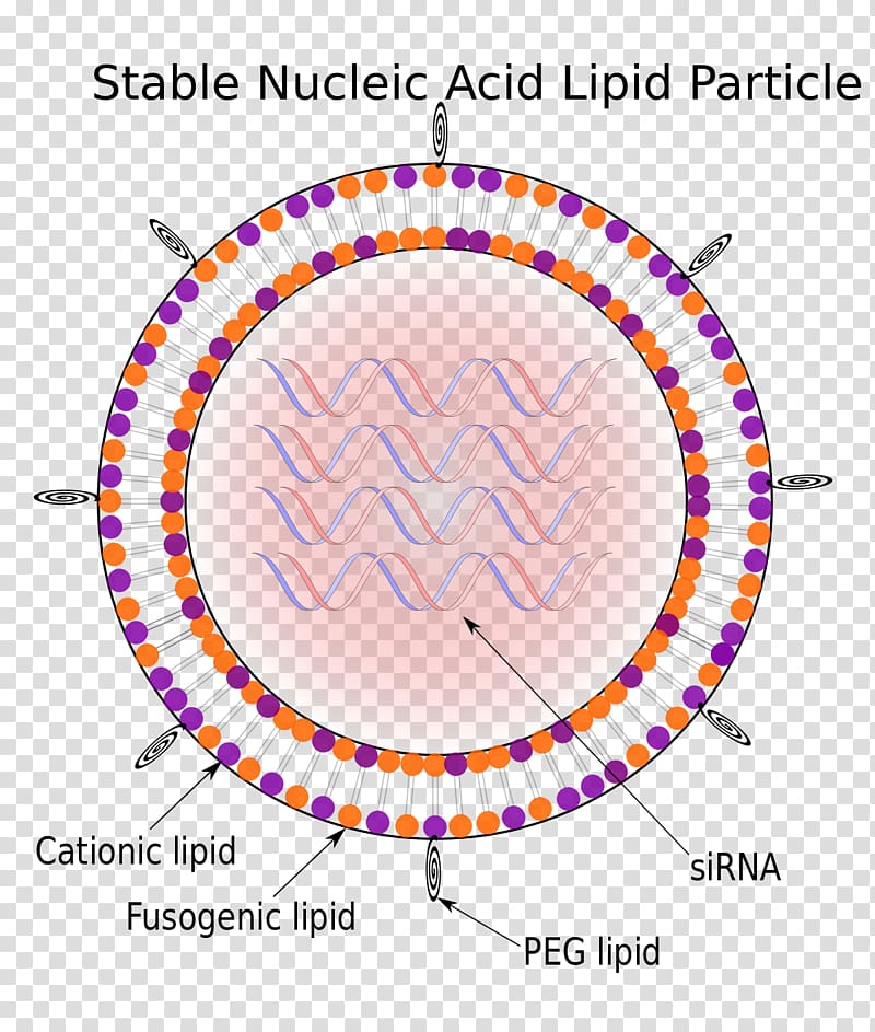 Stable nucleic acid lipid particle Solid lipid nanoparticle, others transparent background PNG clipart