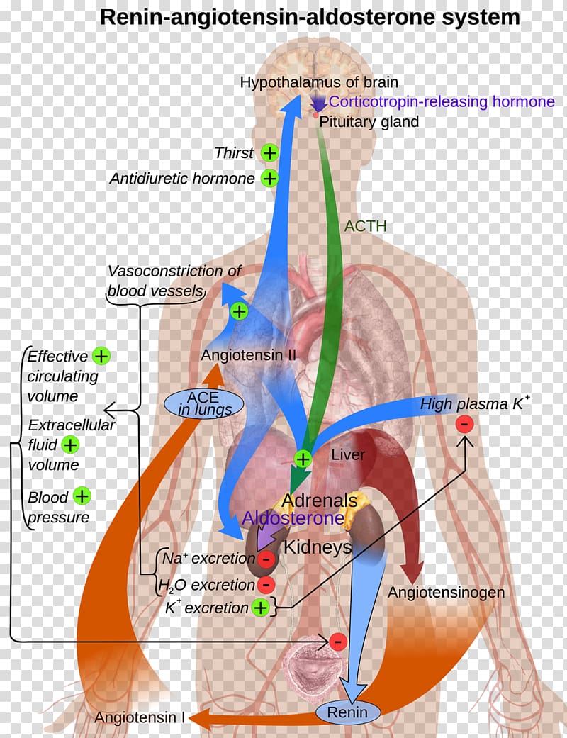 Angiotensin-converting enzyme Renin–angiotensin system ACE inhibitor, Adrenocorticotropic Hormone transparent background PNG clipart