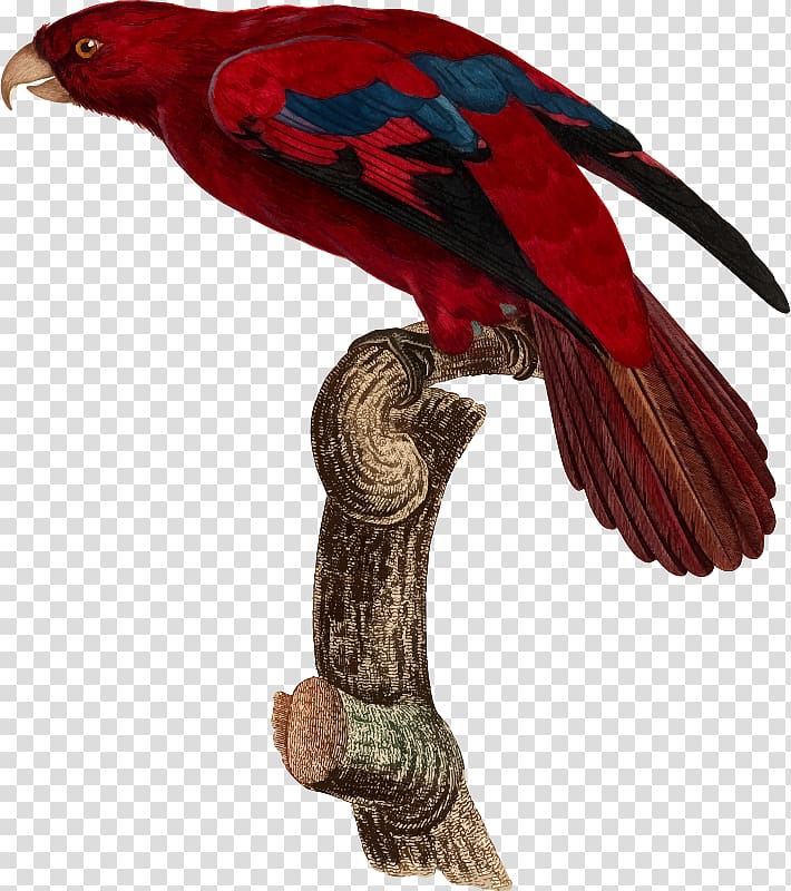 Bird Parrot Beak Feather Animal, tropical transparent background PNG clipart