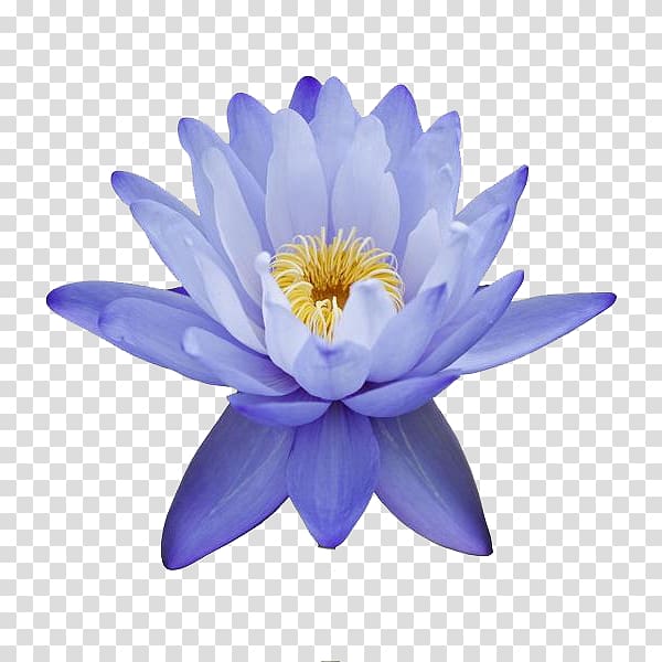 Egyptian lotus Nelumbo nucifera Flower Nymphaea nouchali Lilium, lotus buddha\'s words transparent background PNG clipart