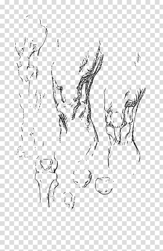 Constructive anatomy Drawing Knee Sketch, animal anatomy sketches transparent background PNG clipart