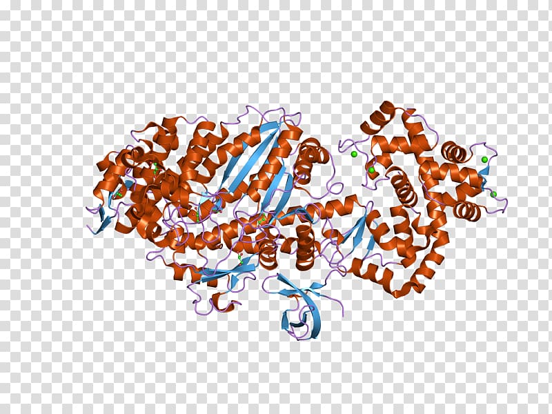 MYO6 Roundworm Myosin Protein, others transparent background PNG clipart
