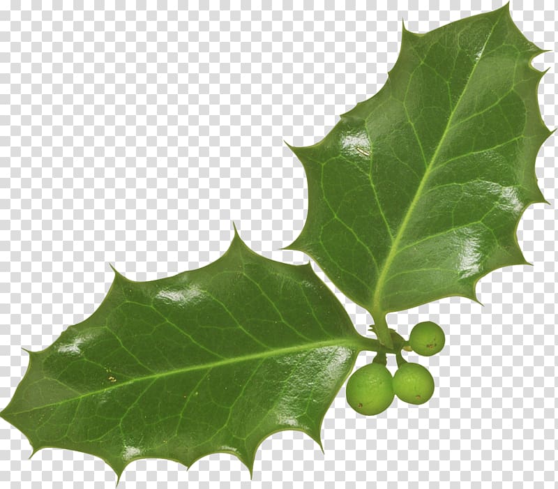 Igloo Leaf Light Aquifoliaceae, nest transparent background PNG clipart