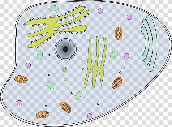 Animal Plant cell , Cell transparent background PNG clipart