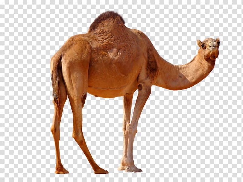 Dromedary Bactrian camel Desktop , Halvah transparent background PNG clipart