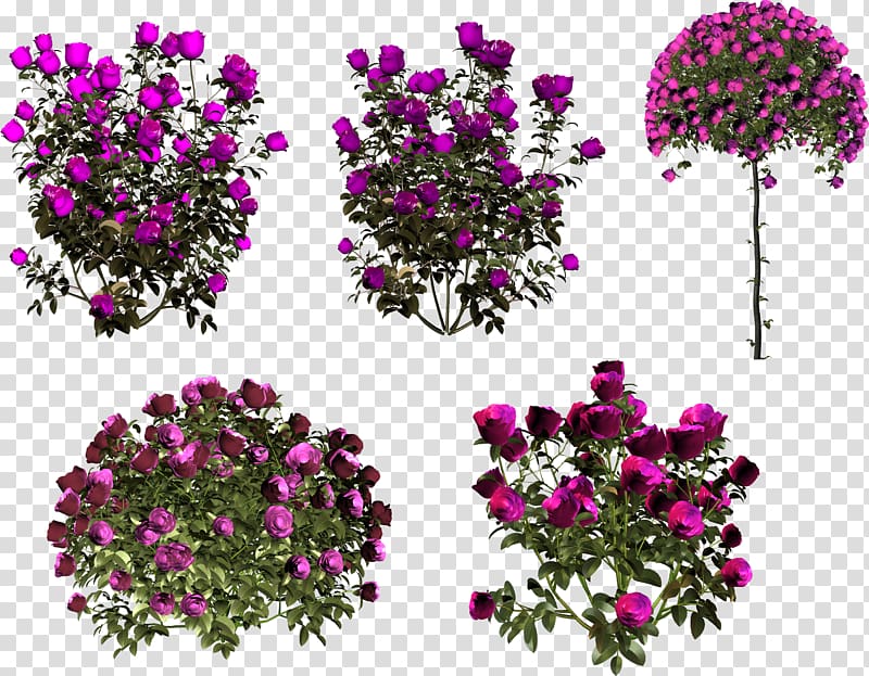 Still Life: Pink Roses Floral design Garden roses Flower, rose transparent background PNG clipart