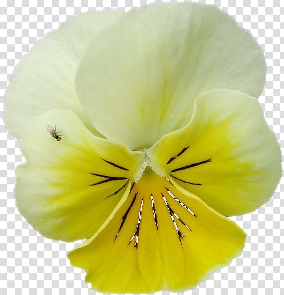 Pansy Herbaceous plant, others transparent background PNG clipart