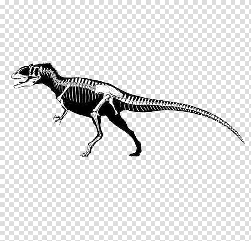 Carcharodontosaurus Eocarcharia Giganotosaurus Spinosaurus Tyrannosaurus, Long dinosaur skeleton transparent background PNG clipart
