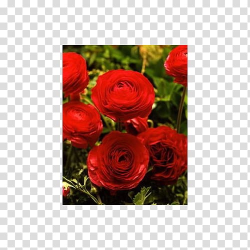 Garden roses Red Ranunculus asiaticus Cut flowers, flower transparent background PNG clipart