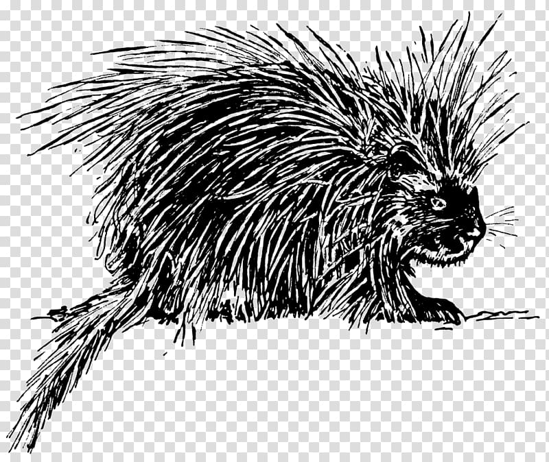 Hedgehog Porcupine Drawing , hedgehog transparent background PNG clipart