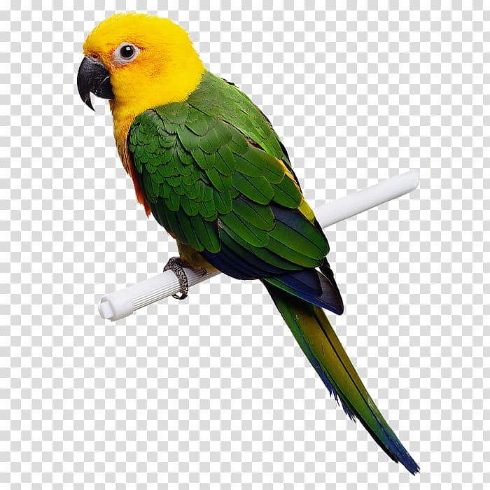 Parrot Bird Budgerigar Cockatiel, Parrot transparent background PNG clipart