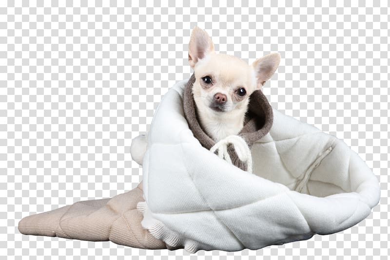 Chihuahua Puppy Dog breed Companion dog Toy dog, puppy transparent background PNG clipart