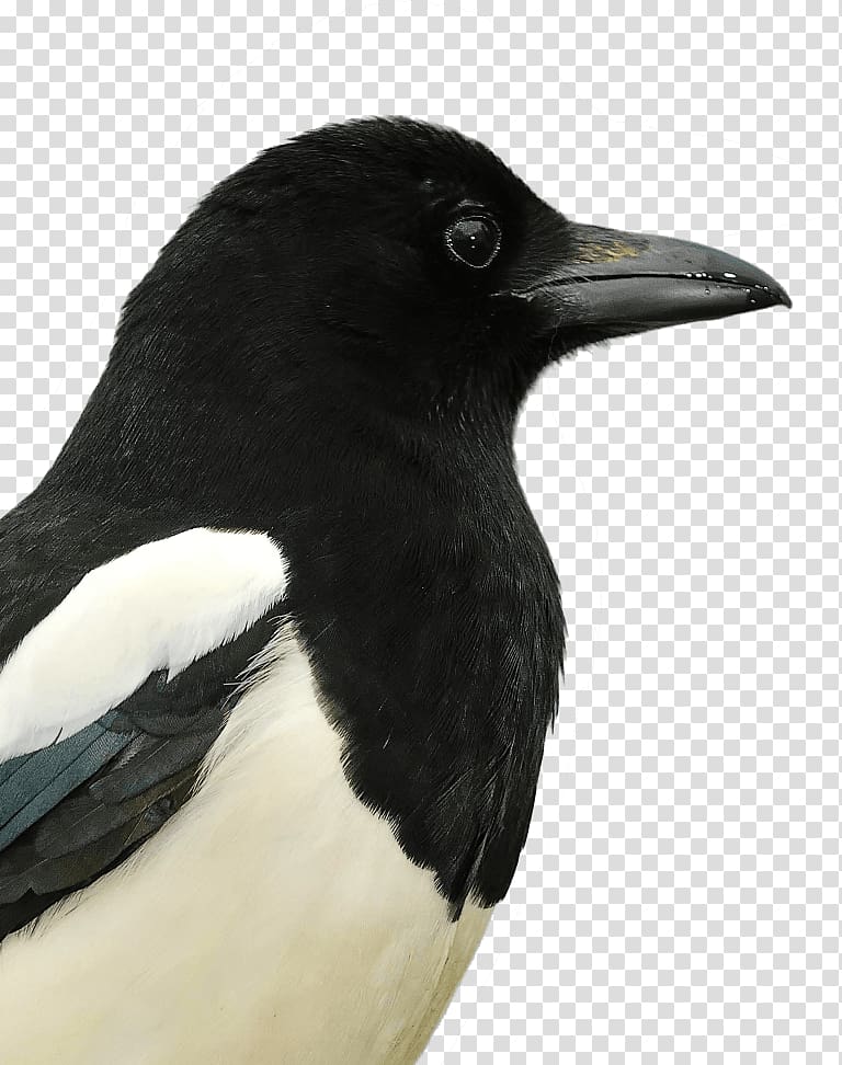 Eurasian Magpie Alserkal Avenue American crow United Arab Emirates, others transparent background PNG clipart