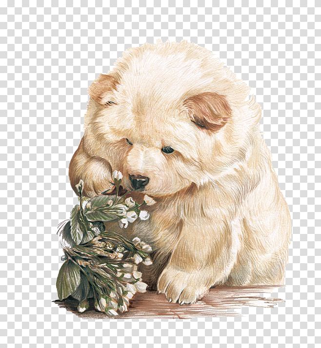 cream chow chow painting, Hand painted pet dog transparent background PNG clipart