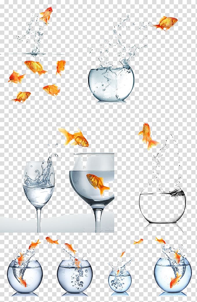 goldfish jump out of the tank transparent background PNG clipart