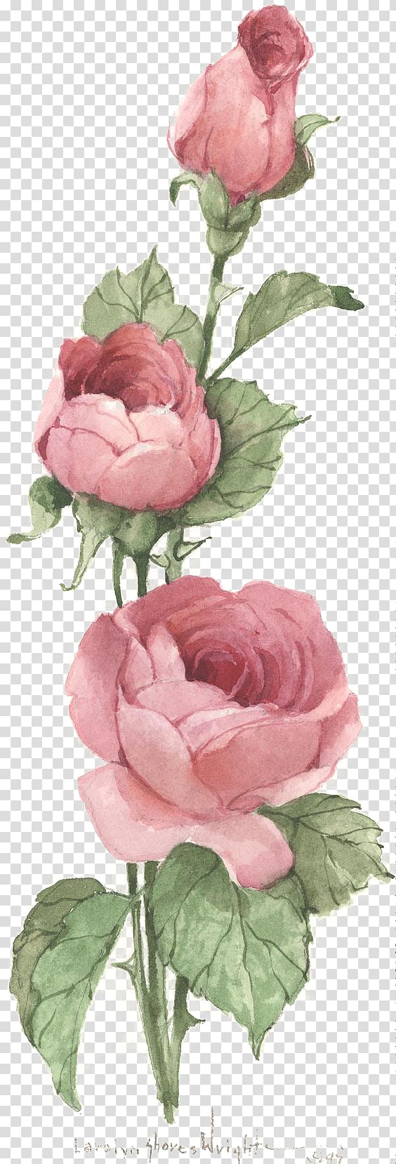 pink roses illustration, Centifolia roses Vintage clothing Pink Antique , rose transparent background PNG clipart