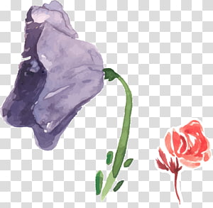 Garden roses Flower Watercolor painting Purple, Watercolor painted floral decoration transparent background PNG clipart thumbnail