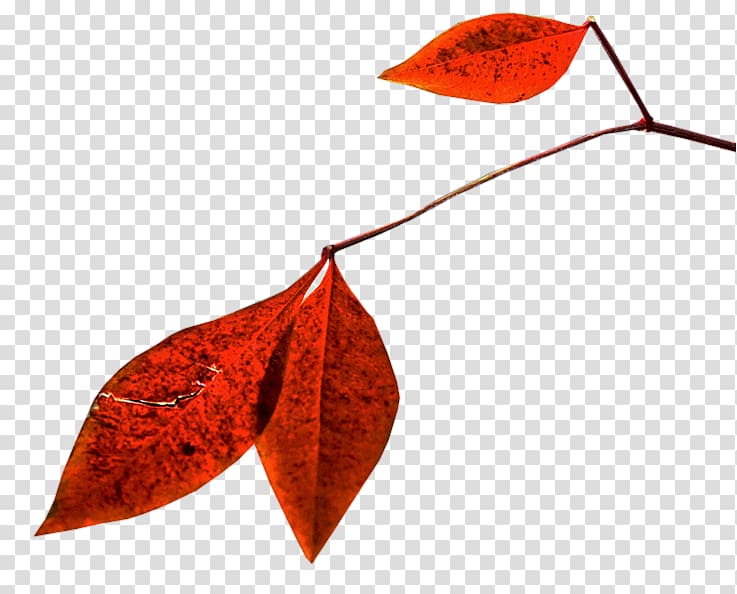 Leaf PlayStation Portable Autumn Kumquat, Leaf transparent background PNG clipart