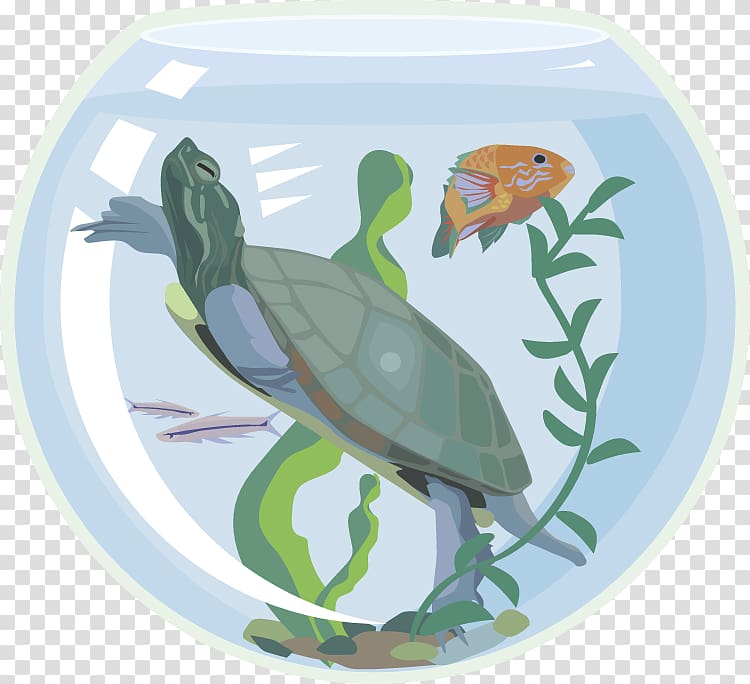 Sea turtle Aquarium Pet , fish tank transparent background PNG clipart