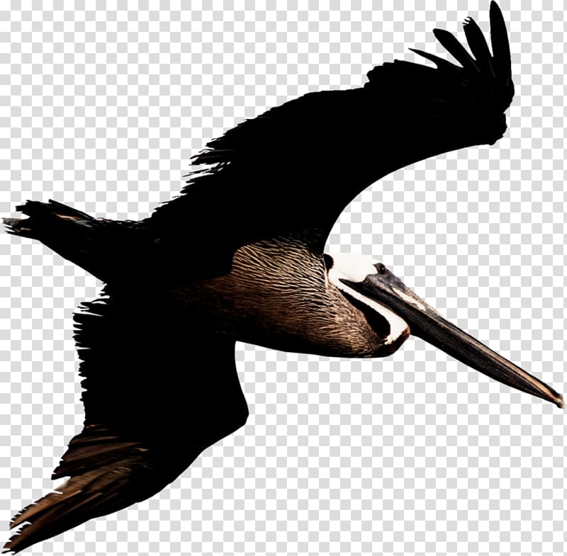 Brown pelican Bird , macaw transparent background PNG clipart