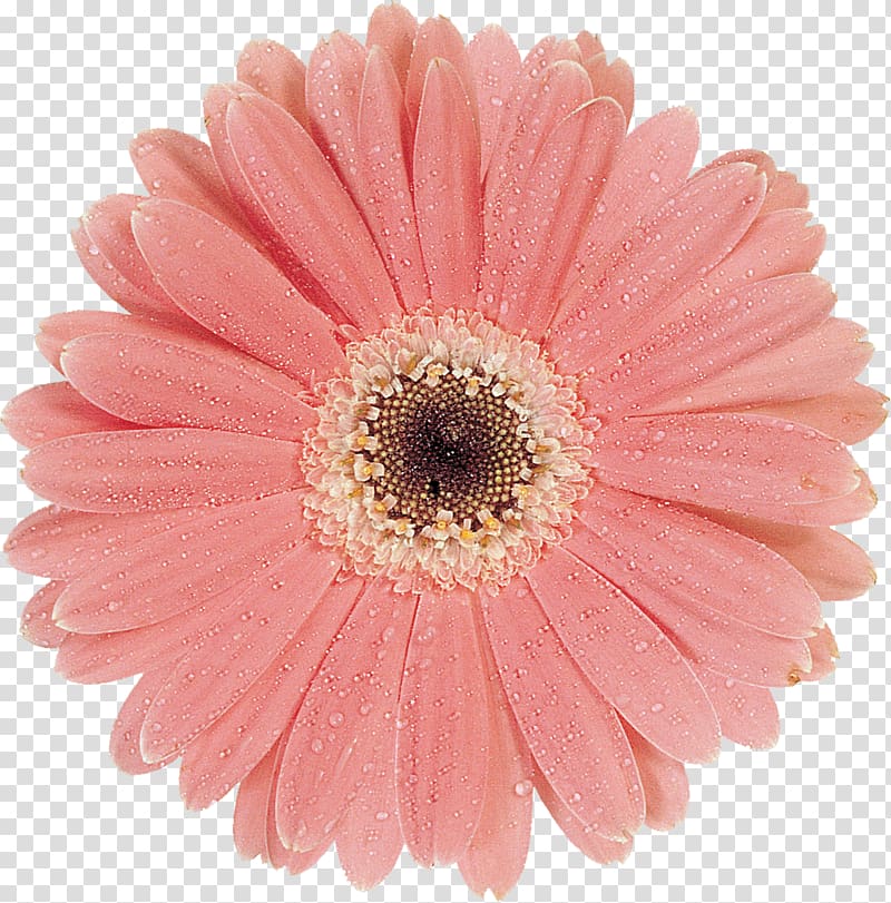 Cut flowers Oxeye daisy Daisy family Chrysanthemum Argyranthemum frutescens, gerbera transparent background PNG clipart