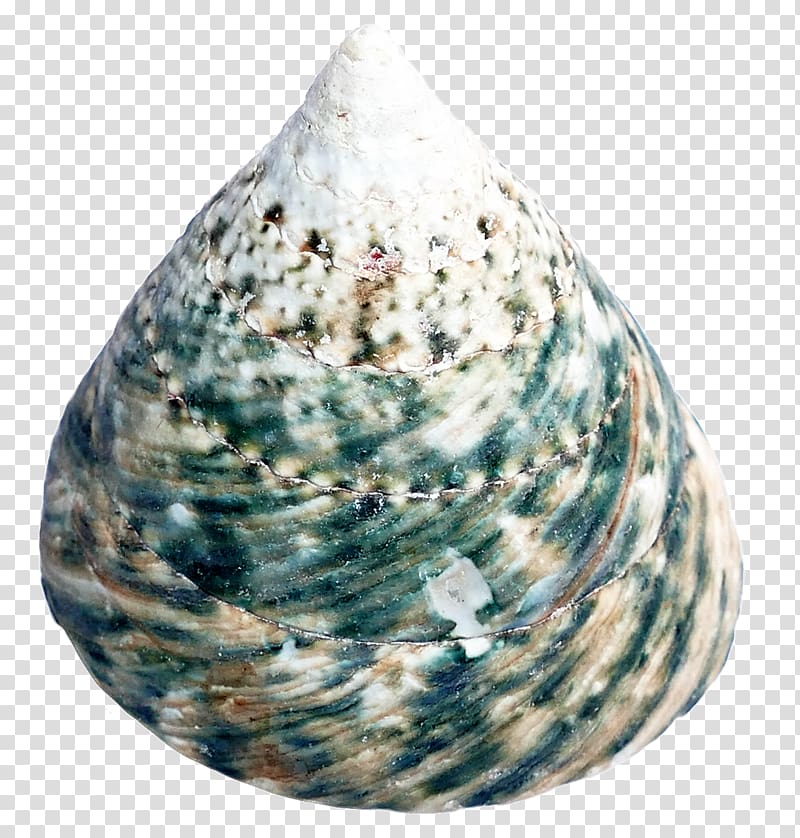 Cockle Seashell, Sea Shell transparent background PNG clipart