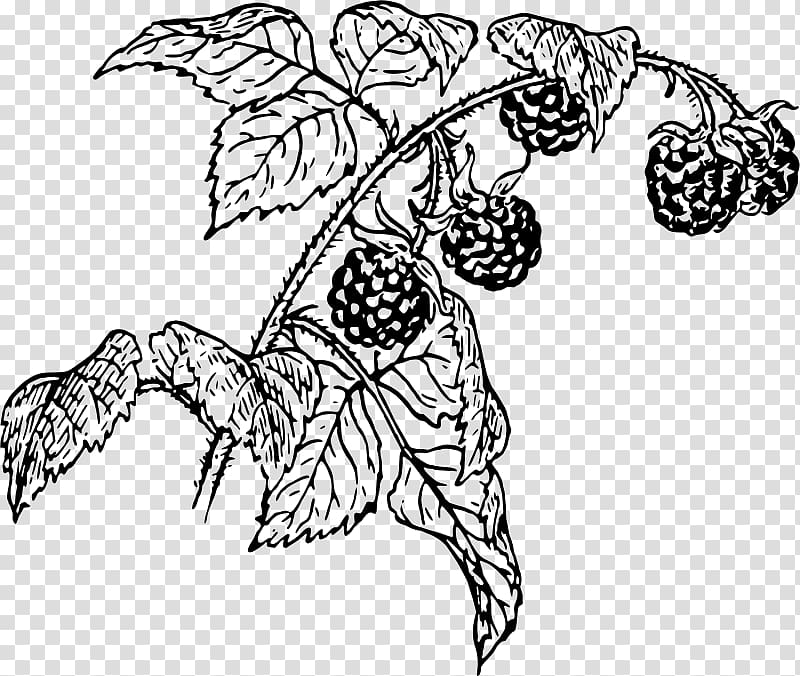Line art Raspberry Drawing , raspberry transparent background PNG clipart