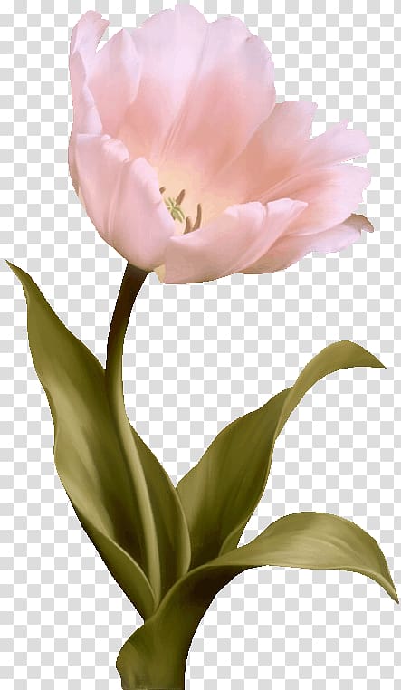 Tulip Flower Pink, Pink Tulips transparent background PNG clipart
