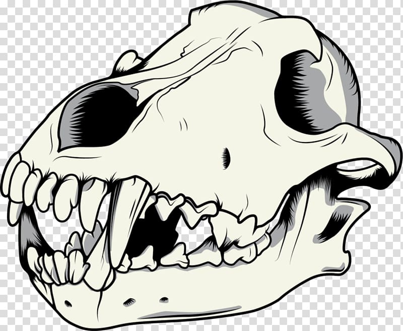 Gray wolf Drawing Skull, skeleton transparent background PNG clipart