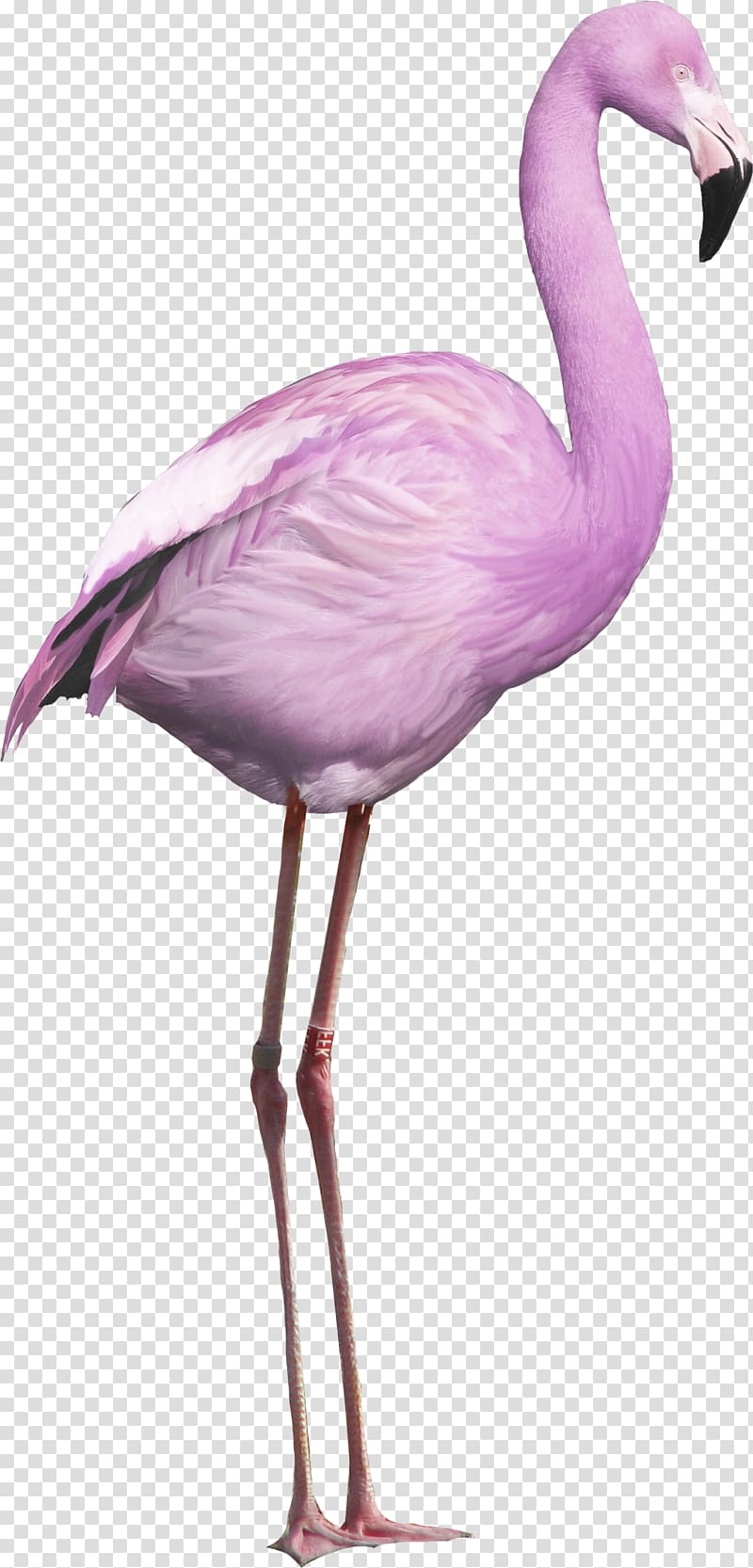 Flamingos transparent background PNG clipart
