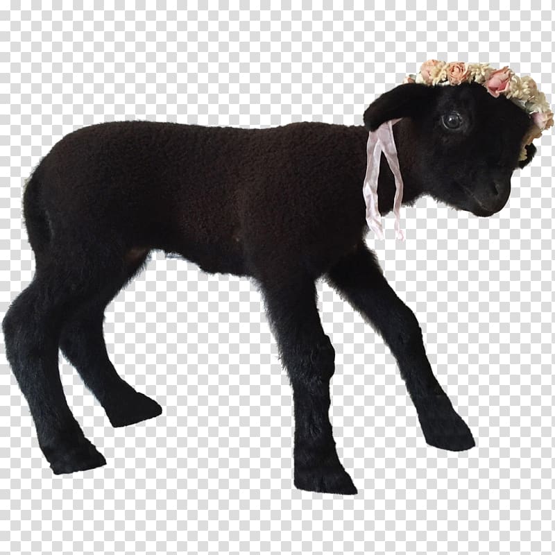 Sheep Goat Caprinae Live Taxidermy, Lamb transparent background PNG clipart