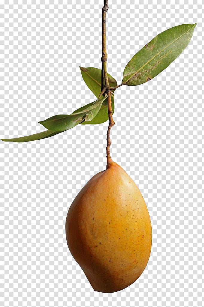 Mango, Mango transparent background PNG clipart