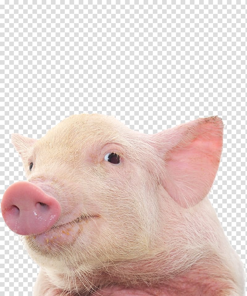 Domestic pig Pig's ear , alpaca closeup transparent background PNG clipart