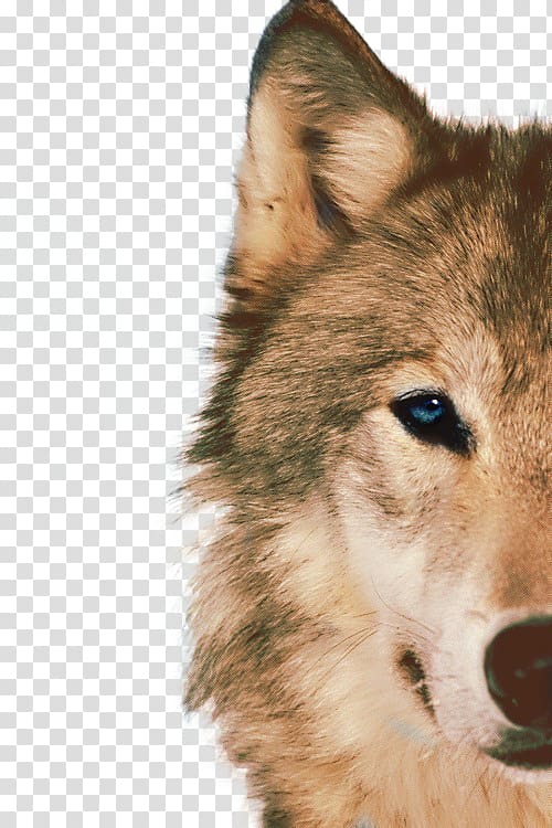 half face design elements to pull the wolf free transparent background PNG clipart