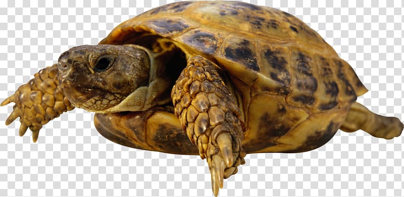Sea turtle Reptile Tortoise, turtle transparent background PNG clipart