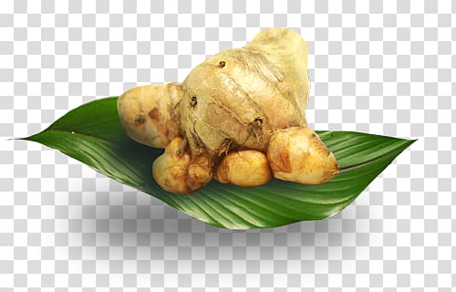 Rhizome Plant Temulawak Tuber Crop, plant transparent background PNG clipart