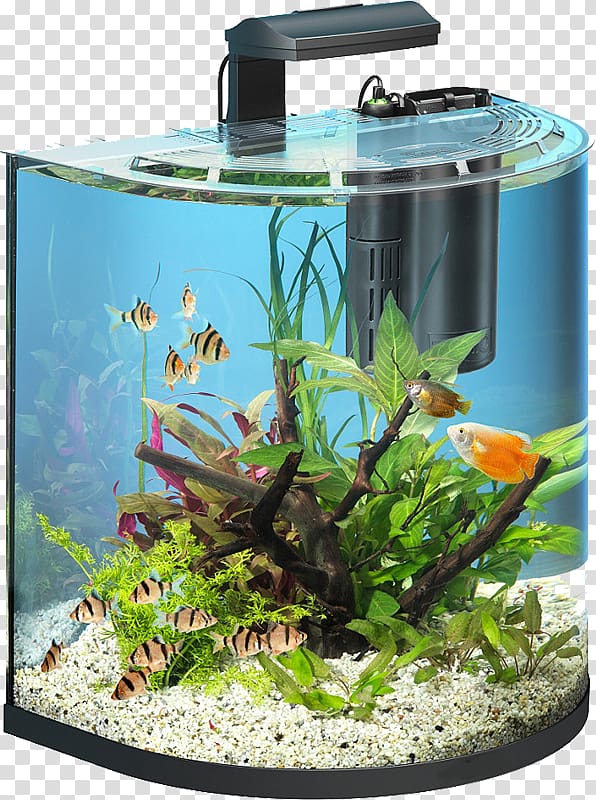 Goldfish Aquarium Tetra Fishkeeping Filter, Automatically changing the water tank transparent background PNG clipart