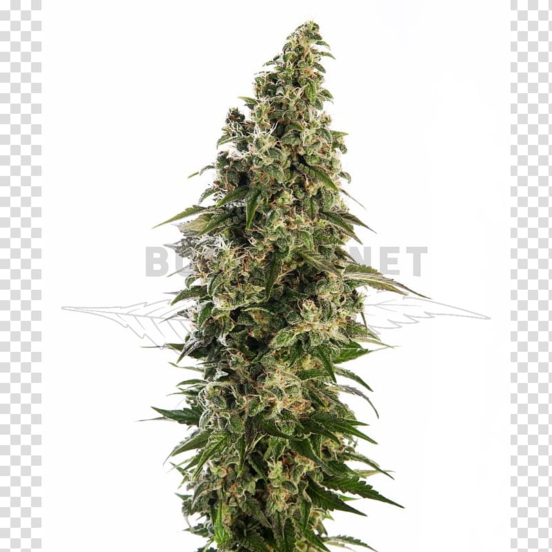Skunk Sensi Seeds Autoflowering cannabis Seed bank, skunk transparent background PNG clipart