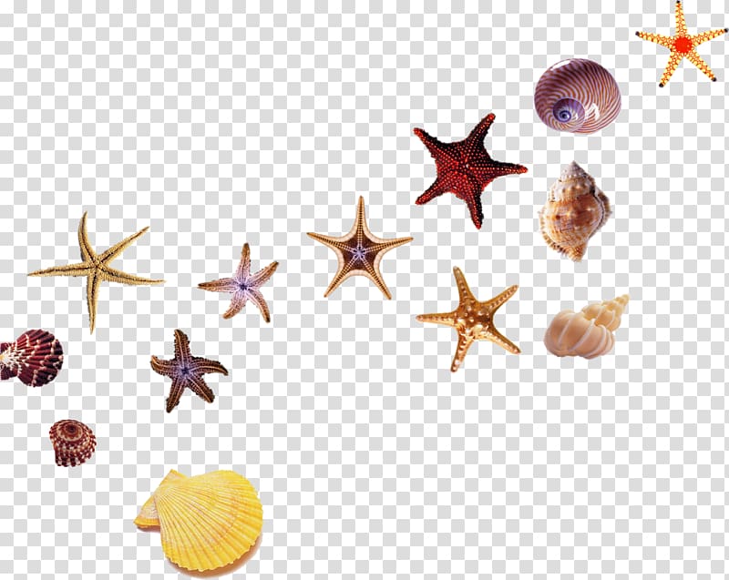 Beach Starfish Sea Hotel, shell transparent background PNG clipart