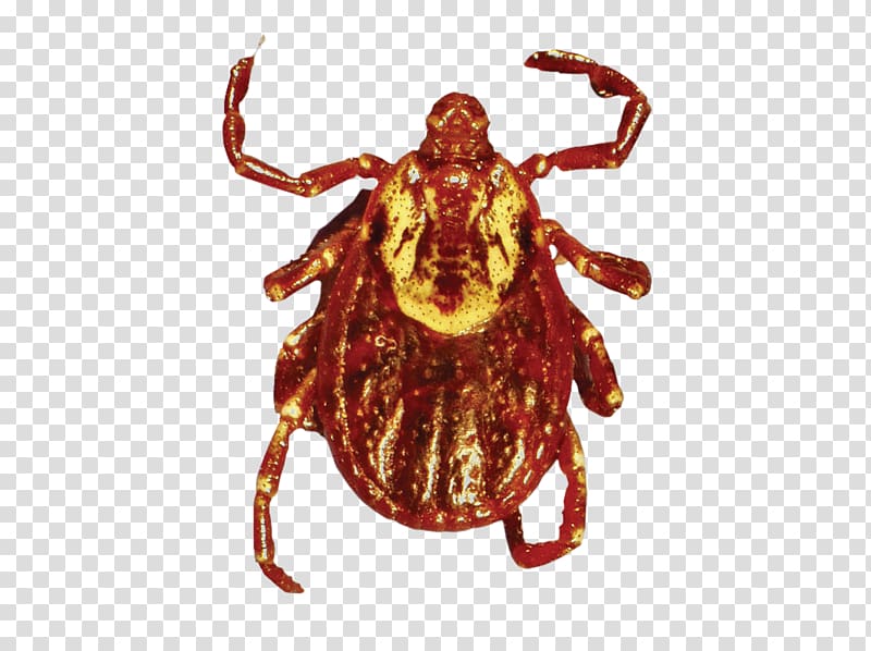 American dog tick American dog tick Lyme disease, tick transparent background PNG clipart