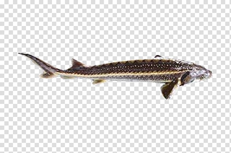 Sardine Reptile Oily fish Squaliform sharks Mammal, others transparent background PNG clipart