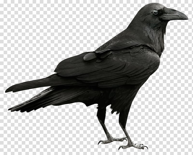 American crow New Caledonian crow Rook Common raven Feather, Raven Free transparent background PNG clipart